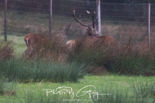 05 Oct 2026 - Sannox Glen and Coast, Arran, Scotland - Red Deer