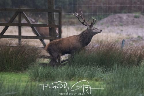 05 Oct 2026 - Sannox Glen and Coast, Arran, Scotland - Red Deer