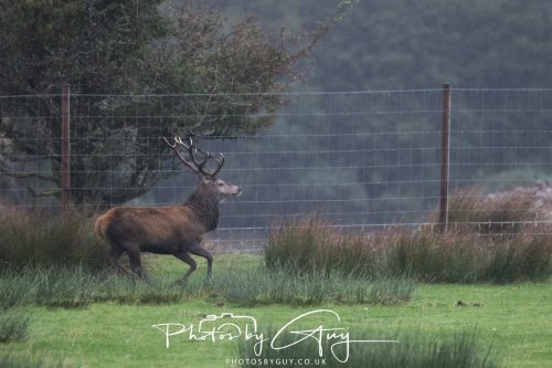 05 Oct 2026 - Sannox Glen and Coast, Arran, Scotland - Red Deer