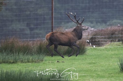 05 Oct 2026 - Sannox Glen and Coast, Arran, Scotland - Red Deer
