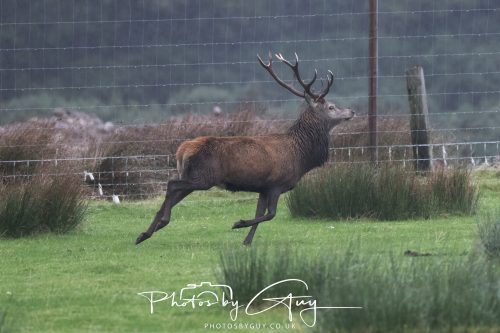 05 Oct 2026 - Sannox Glen and Coast, Arran, Scotland - Red Deer