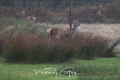 05 Oct 2026 - Sannox Glen and Coast, Arran, Scotland - Red Deer