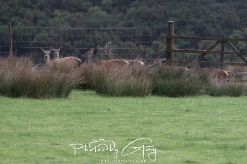 05 Oct 2026 - Sannox Glen and Coast, Arran, Scotland - Red Deer