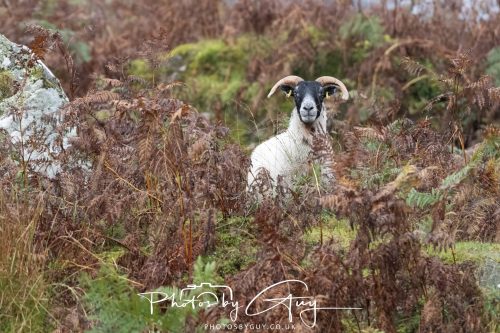 05 Oct 2026 - Sannox Glen and Coast, Arran, Scotland -Sheep