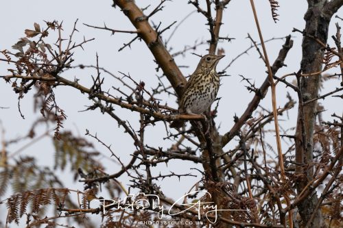 05 Oct 2026 - Sannox Glen and Coast, Arran, Scotland - Some Thrush