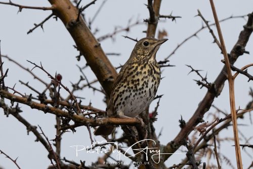 05 Oct 2026 - Sannox Glen and Coast, Arran, Scotland - Some Thrush