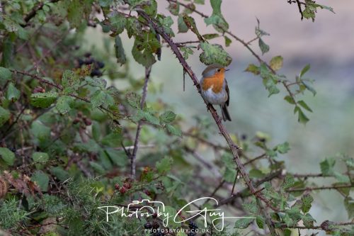 05 Oct 2026 - Sannox Glen and Coast, Arran, Scotland - Robin