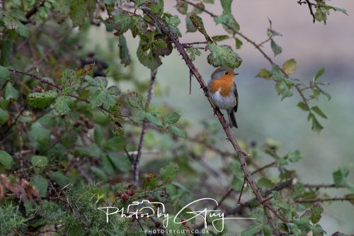 05 Oct 2026 - Sannox Glen and Coast, Arran, Scotland - Robin