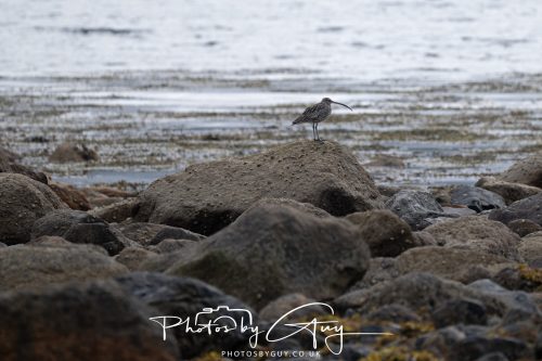 05 Oct 2026 - Sannox Glen and Coast, Arran, Scotland - Curlew