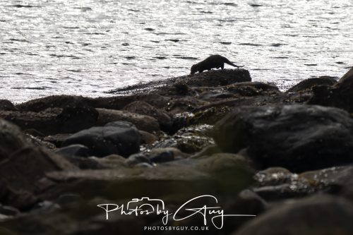 05 Oct 2026 - Sannox Glen and Coast, Arran, Scotland - Adult and Juvenile Otter