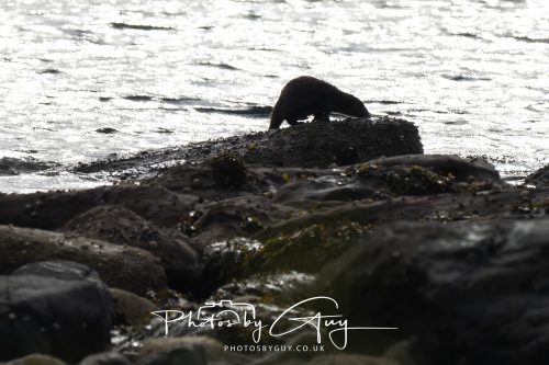 05 Oct 2026 - Sannox Glen and Coast, Arran, Scotland - Adult and Juvenile Otter