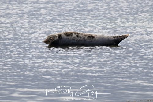 05 Oct 2026 - Sannox Glen and Coast, Arran, Scotland - Grey Seal balancing on a rock