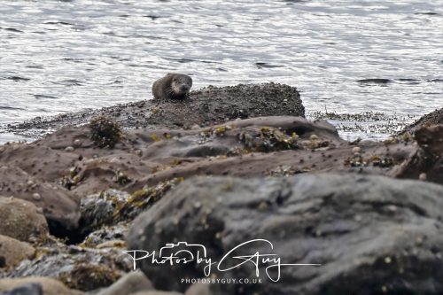 05 Oct 2026 - Sannox Glen and Coast, Arran, Scotland - Adult and Juvenile Otter
