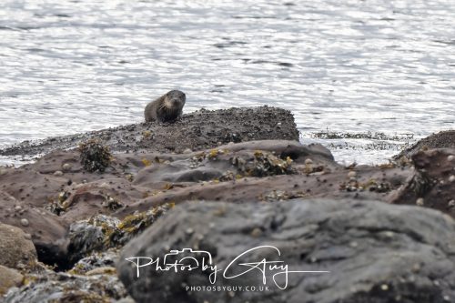 05 Oct 2026 - Sannox Glen and Coast, Arran, Scotland - Adult and Juvenile Otter