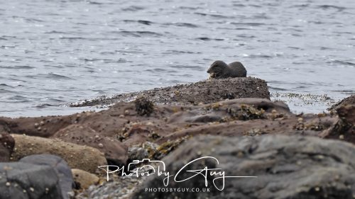 05 Oct 2026 - Sannox Glen and Coast, Arran, Scotland - Adult and Juvenile Otter