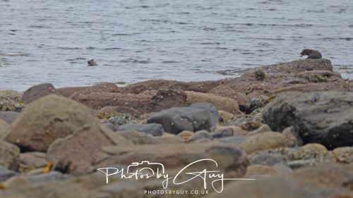 05 Oct 2026 - Sannox Glen and Coast, Arran, Scotland - Adult and Juvenile Otter