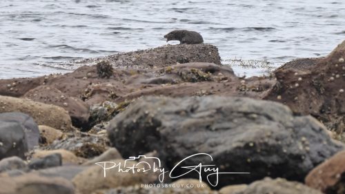 05 Oct 2026 - Sannox Glen and Coast, Arran, Scotland - Adult and Juvenile Otter