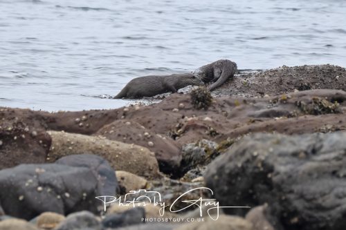 05 Oct 2026 - Sannox Glen and Coast, Arran, Scotland - Adult and Juvenile Otter