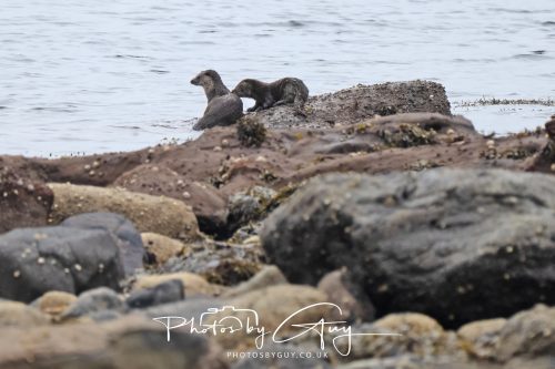 05 Oct 2026 - Sannox Glen and Coast, Arran, Scotland - Adult and Juvenile Otter