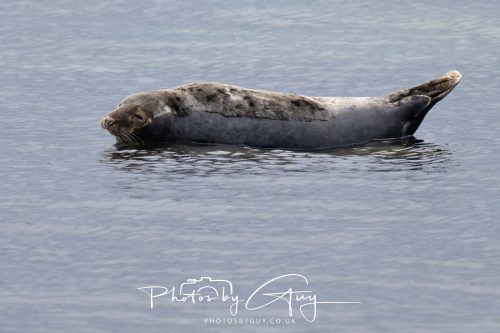 05 Oct 2026 - Sannox Glen and Coast, Arran, Scotland - Grey Seal