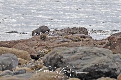 05 Oct 2026 - Sannox Glen and Coast, Arran, Scotland - Adult and Juvenile Otter