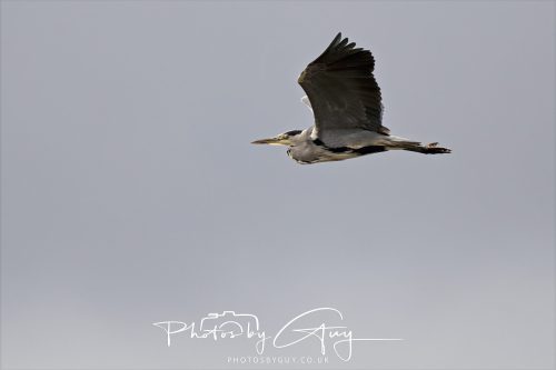 05 Oct 2026 - Sannox Glen and Coast, Arran, Scotland - Grey Heron