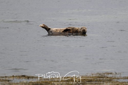 05 Oct 2026 - Sannox Glen and Coast, Arran, Scotland - Grey Seal