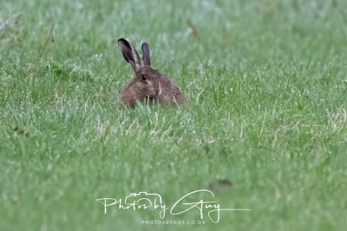 05 Oct 2026 - Close to Kinscross, lam lash, Arran, Scotland - Hare