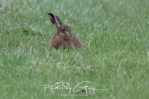 05 Oct 2026 - Close to Kinscross, lam lash, Arran, Scotland - Hare