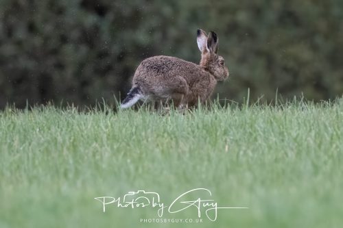 05 Oct 2026 - Close to Kinscross, lam lash, Arran, Scotland - Hare