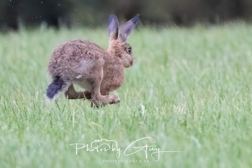 05 Oct 2026 - Close to Kinscross, lam lash, Arran, Scotland - Hare