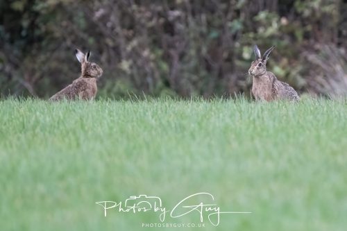 05 Oct 2026 - Close to Kinscross, lam lash, Arran, Scotland - Hare