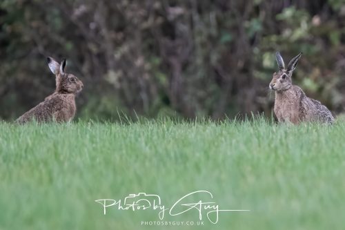 05 Oct 2026 - Close to Kinscross, lam lash, Arran, Scotland - Hare