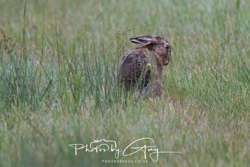 05 Oct 2026 - Close to Kinscross, lam lash, Arran, Scotland - Hare
