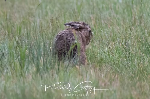 05 Oct 2026 - Close to Kinscross, lam lash, Arran, Scotland - Hare