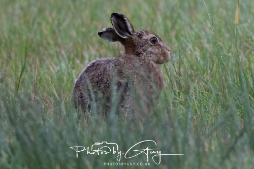 05 Oct 2026 - Close to Kinscross, lam lash, Arran, Scotland - Hare