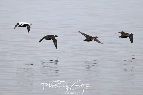 06 October 2026 - Blackwater foot, Isle of Arran - Eider Ducks