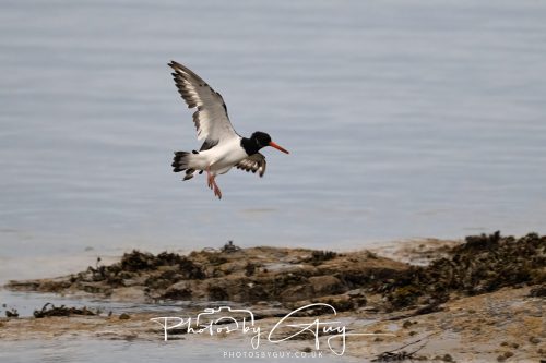 06 October 2026 - Blackwater foot, Isle of Arran - Oyster Catcher