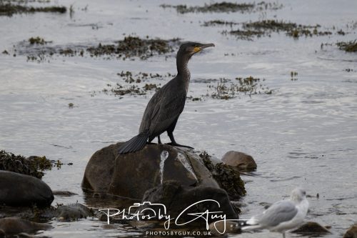06 October 2026 - Blackwater foot, Isle of Arran -Cormorant