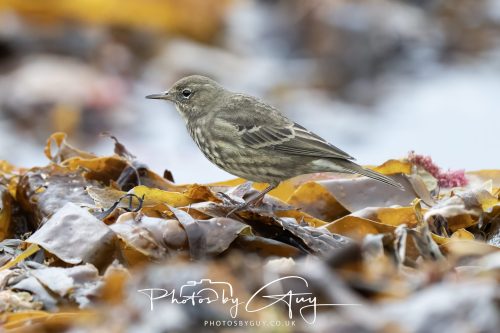 06 October 2026 - Blackwater foot, Isle of Arran - Rock Pipit