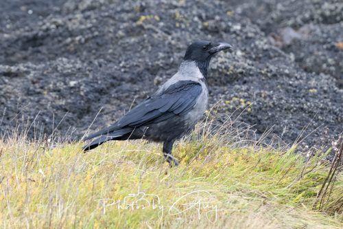 06 October 2026 - Blackwater foot, Isle of Arran - Hooded Crow