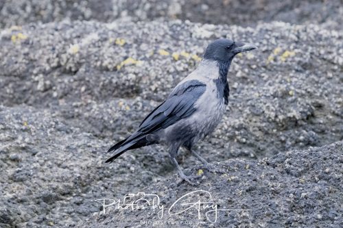 06 October 2026 - Blackwater foot, Isle of Arran - Hooded Crow
