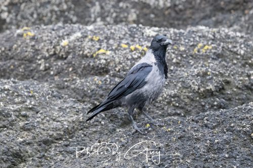 06 October 2026 - Blackwater foot, Isle of Arran - Hooded Crow
