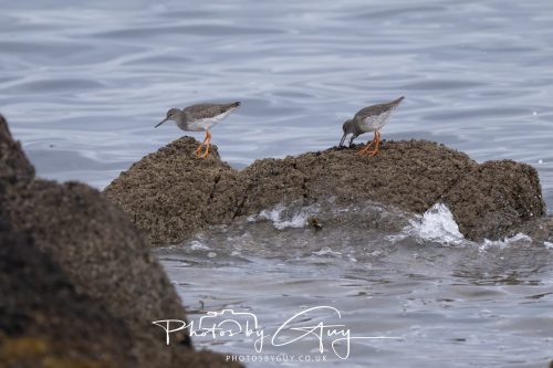 06 October 2026 - Blackwater foot, Isle of Arran - Redshank