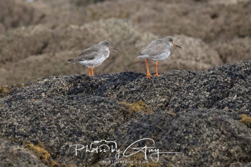 06 October 2026 - Blackwater foot, Isle of Arran - Redshank