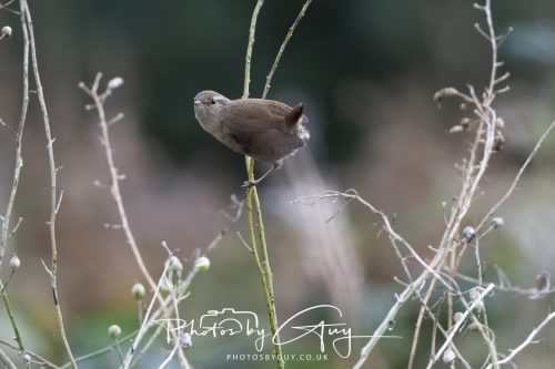 06 October 2026 - Blackwater foot, Isle of Arran - Wren