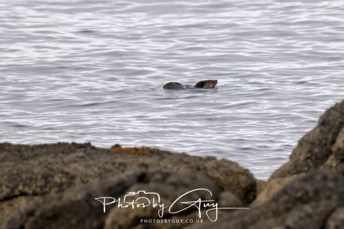 06 October 2026 - Blackwater foot, Isle of Arran - Otter
