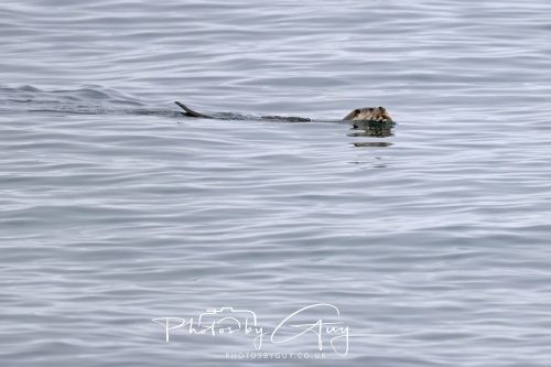 06 October 2026 - Blackwater foot, Isle of Arran - Otter