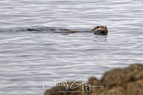 06 October 2026 - Blackwater foot, Isle of Arran - Otter