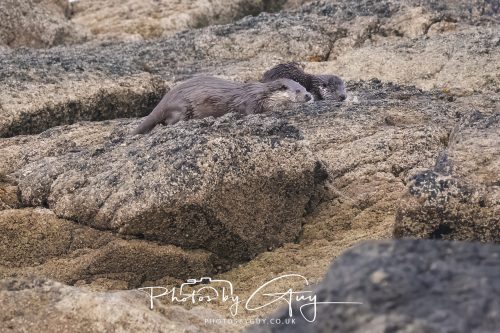 06 October 2026 - Blackwater foot, Isle of Arran - Otter